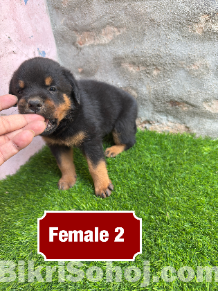 Rottweiler puppies